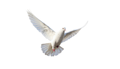 Fototapeta premium A white bird with wings outstretched appears to be flying or descending in the center of the frame, wings in motion on white and transparent