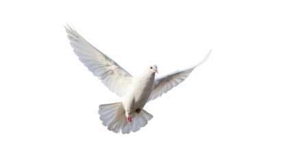 A white bird with wings outstretched appears to be flying or descending in the center of the frame, wings in motion on white and transparent