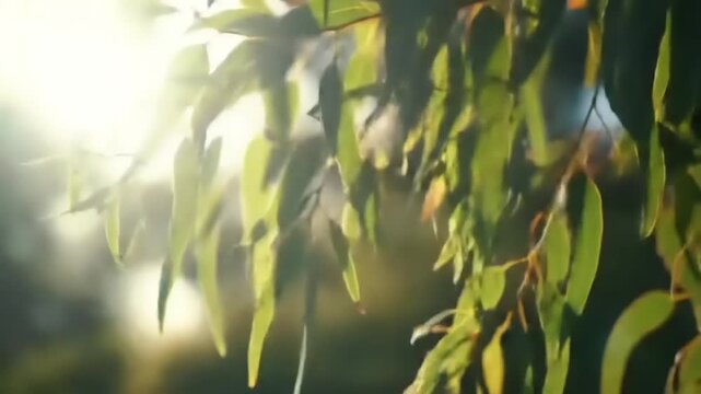 Sunlit Eucalyptus Leaves with Nature.