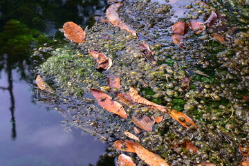 Squalid Sludge Swamp: High-resolution view of a squalid and slimy swamp environment, colored in murky greens, slimy yellows, and dirty browns