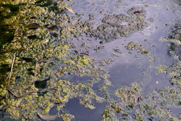 Squalid Sludge Swamp: High-resolution view of a squalid and slimy swamp environment, colored in murky greens, slimy yellows, and dirty browns