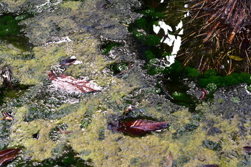 Squalid Sludge Swamp: High-resolution view of a squalid and slimy swamp environment, colored in murky greens, slimy yellows, and dirty browns