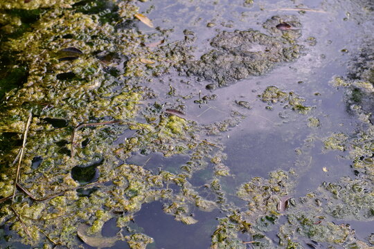 Squalid Sludge Swamp: High-resolution view of a squalid and slimy swamp environment, colored in murky greens, slimy yellows, and dirty browns
