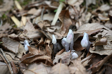 森の落ち葉の中に咲くギンリョウソウ（銀竜草）