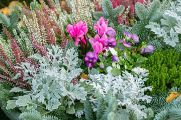 A purple violet in combiation with heather, cyclamen and other greenery as grave decoration.