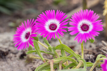 Three Dorotheanthus blossoms in bloom. Blossoms open only in full midday sun. Popular ornamental plant in rock gardens