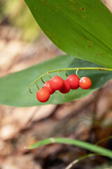 Toxic red berries of the lily of the valley (Convallaria majalis). Diagnostic features are displayed.