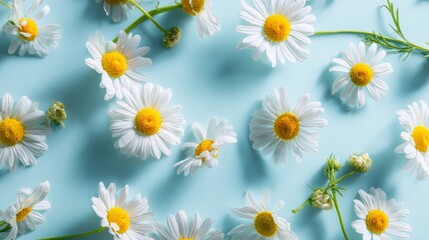 A serene floral arrangement with charming daisies scattered delicately across a soft-blue surface. Each daisy blooms with pristine white petals and a sunny yellow center.
