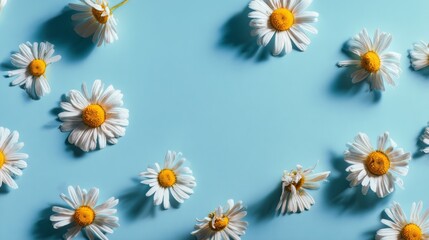 A delicate scattering of daisies. These pristine blossoms are arranged across a vibrant azure canvas, offering a serene and refreshing aesthetic. 