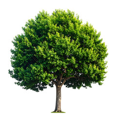 Isolated leafy green tree with thick canopy, brown trunk, on black background