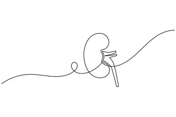 Obraz premium Minimalist Continuous One Line Art of Human Kidney Organ for Medical Concept