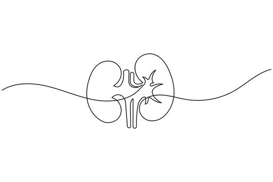 Anatomical Human Kidneys Pair Continuous One Line Art Medical Education
