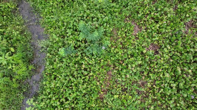 Water Hyacinth Plants Floating on the Surface of Cengklik Reservoir
