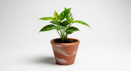 Fototapeta premium Small potted plant with vibrant green leaves on white background