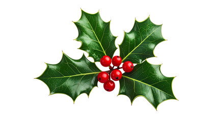 Bright green holly leaves with sharp edges, topped with vibrant red berries against black background