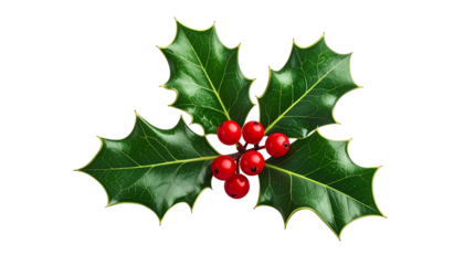 Bright green holly leaves with sharp edges, topped with vibrant red berries against black background