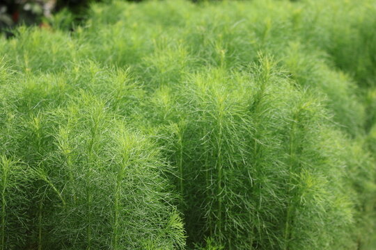 Amsonia hubrichtii, Arkansas plant leaves. Arkansas blue star