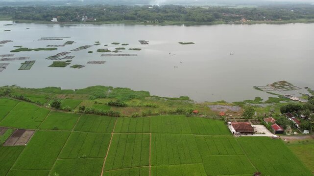 Scenic View of Cengklik Dam Covered by Green Water Hyacinths