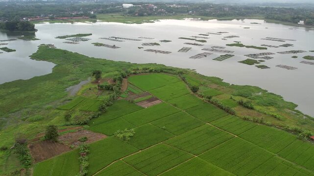 Scenic View of Cengklik Dam Covered by Green Water Hyacinths