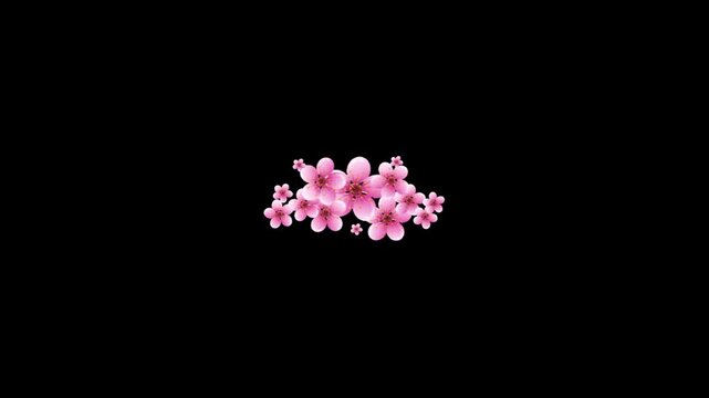Vibrant pink cherry blossoms on sleek black background