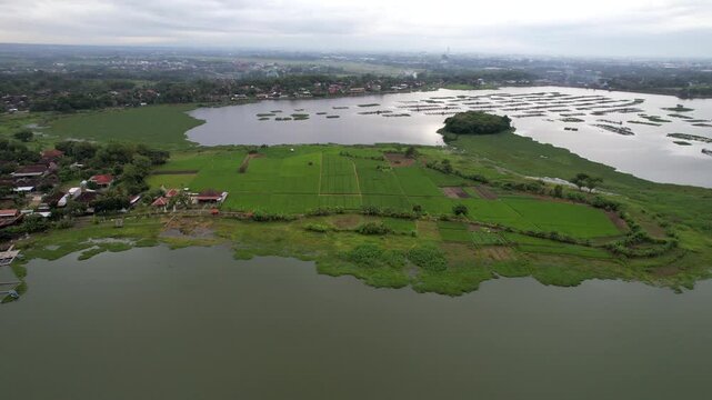 Water Hyacinth Plants Floating on the Surface of Cengklik Reservoir