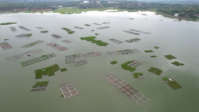 Scenic View of Cengklik Dam Covered by Green Water Hyacinths