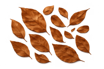 Scattered brown autumn leaves with natural texture