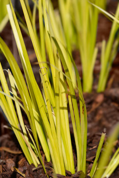 Slender Sweet Flag leaves - Latin name - Acorus gramineus Golden Delight