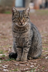 Cute Stray Cat Photo İn The Park