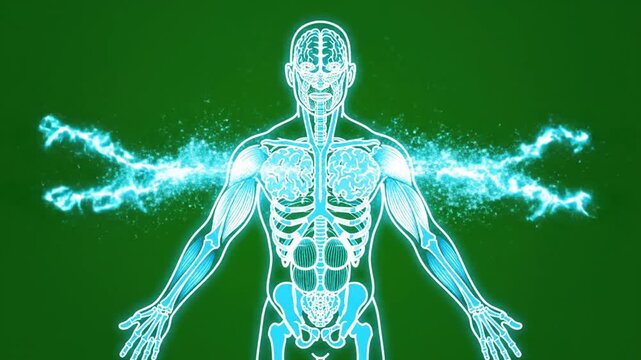 Neon Hologram Displaying DHEA Production with Energy Flow Animation on Green Screen Background for Medical and