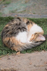 Stray cat sleeping in the park

