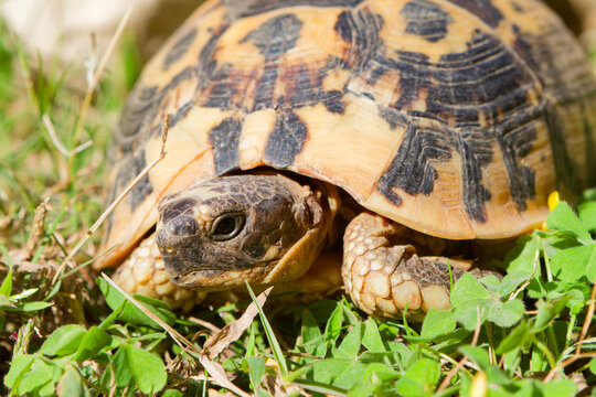 Closeup of a Hermann turtle (Testudo hermanni).