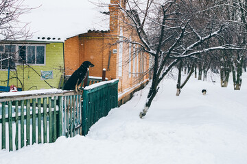 The dog sits on a snowy wooden fence