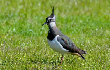 Vanneau huppé © JAG IMAGES