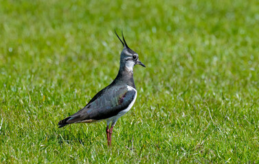 Vanneau huppé © JAG IMAGES