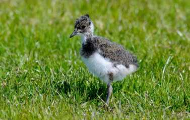 Vanneau huppé © JAG IMAGES
