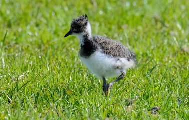 Vanneau huppé © JAG IMAGES