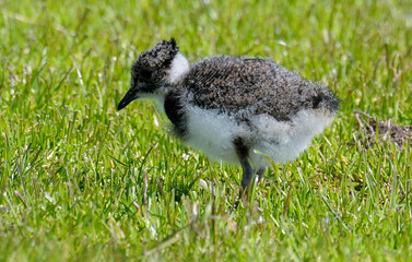 Vanneau huppé © JAG IMAGES