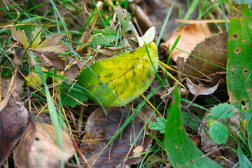 Close-up of autumn leaves lying on the ground at Swiss organic farm on a winter day. Photo taken December 23rd, 2025, Zurich, Switzerland.
