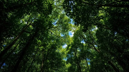 Fototapeta premium Lush Green Canopy of Tall Trees in a Dense Forest, Looking Upwards Towards the Sky.