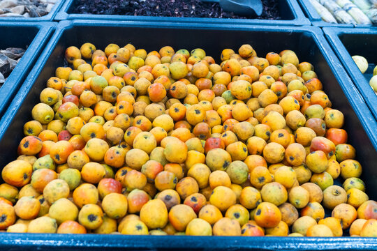 Close Up Vibrant Fresh Tejocote Fruit Displayed in Black Plastic Container