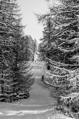 Snow covered forest, Italian Alps