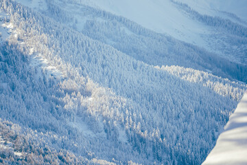 Snow covered forest, Italian Alps