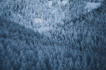 Snow covered forest, Italian Alps