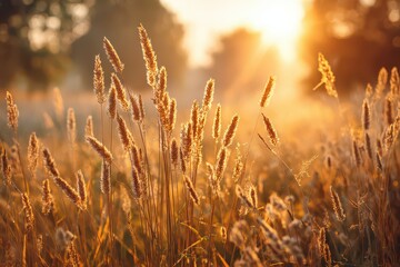 Fototapeta premium Golden Wheat Field at Sunrise with Bokeh Effect Rural Landscape at Dawn in Warm Light with Sun Flare and Silhouette Trees