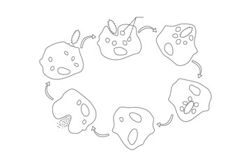 Obraz premium Phagocytosis vector illustrator