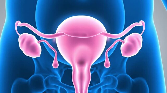 High detail medical stock animation of the male reproductive anatomy showing uterus fallopian tubes and ovaries highlighted in pink inside a translucent blue human body with a softly blurred backgroun