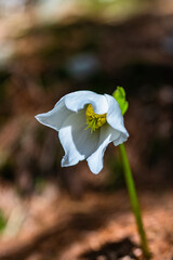 Tonion - Hochsteiermark - M&uuml;rzsteger Alpen - Mariazell - &Ouml;sterreich - Schneerose