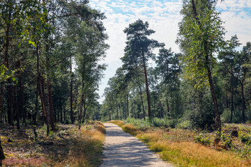 Obraz premium Nature reserve and protected area De Veluwe in the province of Gelderland