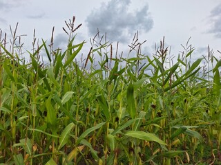 Field full of corn plants in Oldebroek